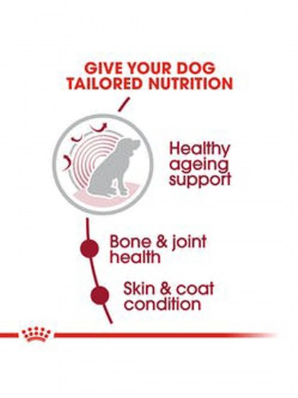 SHN MEDIUM AGEING 10+_web3